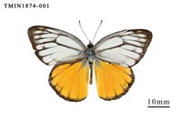 藏品(黃裙脈粉蝶)的圖片